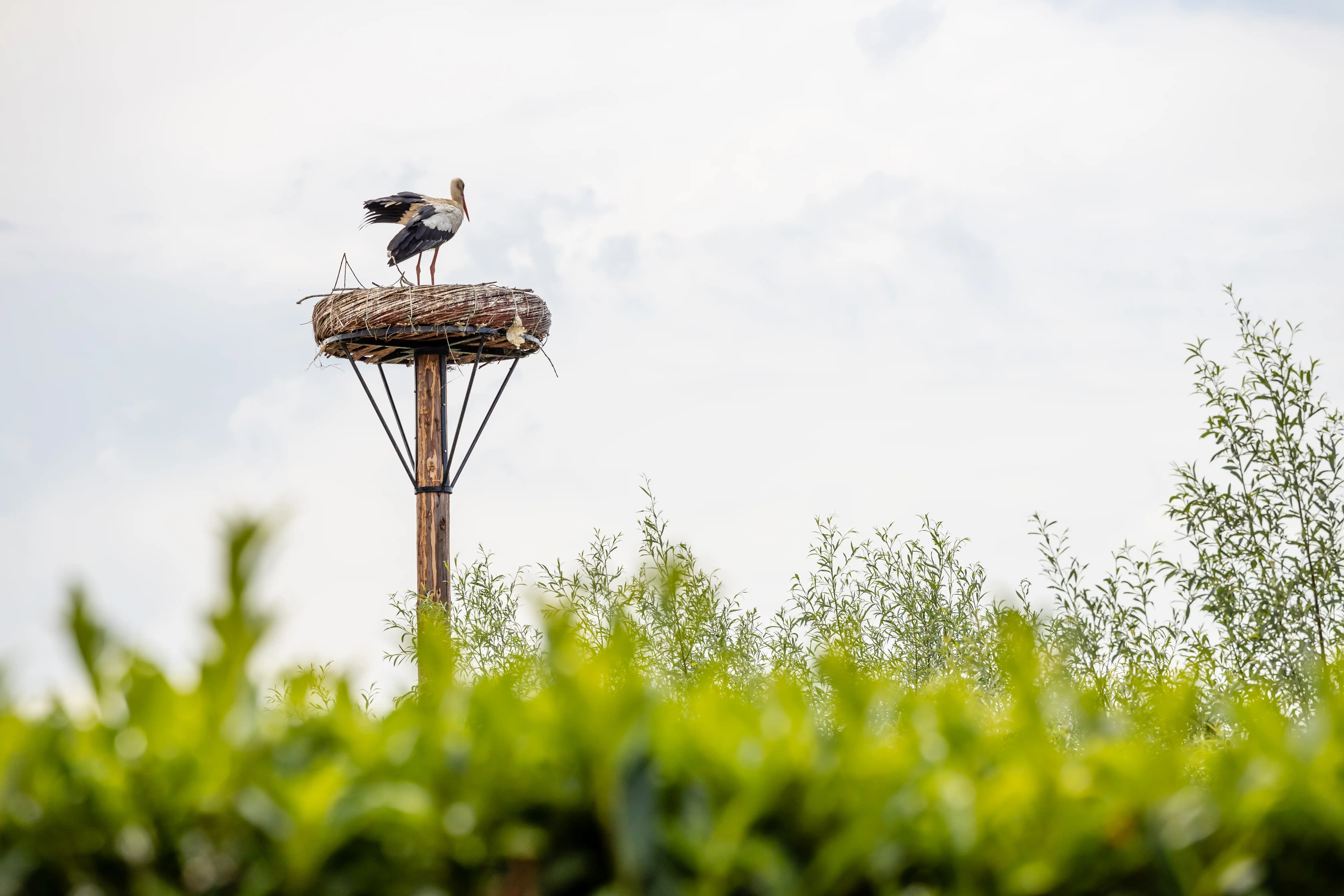 Een chalet op Resort de Betuwe in de avond, met verlicht terras tussen het groen